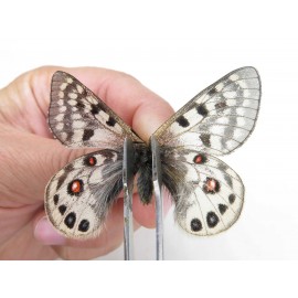 Parnassius cephalus micheli. China, Tibet, Tanggula pass. 1M. Parn-Ceph-21369.