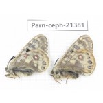 Parnassius cephalus micheli. China, Tibet, Tanggula pass. 2M. Parn-Ceph-21381.