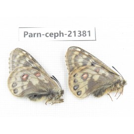 Parnassius cephalus micheli. China, Tibet, Tanggula pass. 2M. Parn-Ceph-21381.