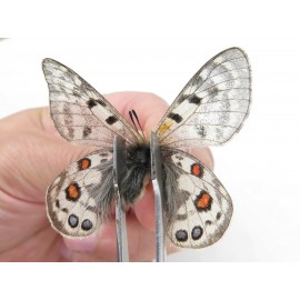 Parnassius cephalus micheli. China, Tibet, Tanggula pass. 2M. Parn-Ceph-21381.