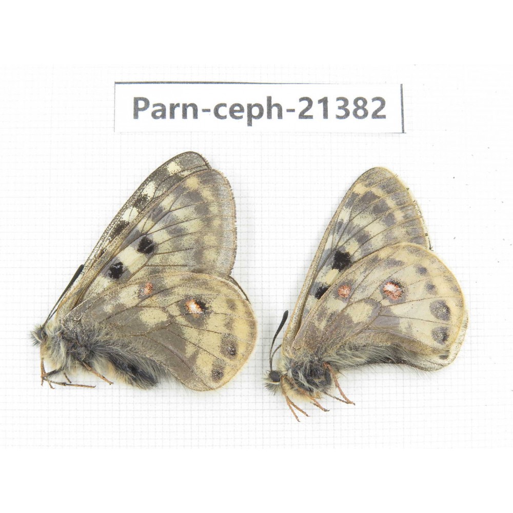 Parnassius cephalus micheli. China, Tibet, Tanggula pass. 2M. Parn-Ceph-21382.