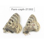 Parnassius cephalus micheli. China, Tibet, Tanggula pass. 2M. Parn-Ceph-21382.