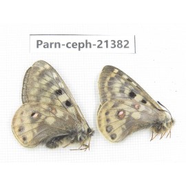Parnassius cephalus micheli. China, Tibet, Tanggula pass. 2M. Parn-Ceph-21382.