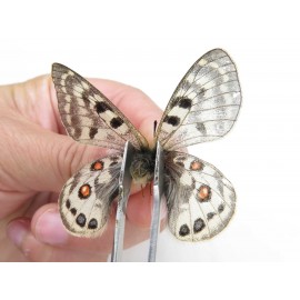 Parnassius cephalus micheli. China, Tibet, Tanggula pass. 2M. Parn-Ceph-21382.