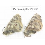 Parnassius cephalus micheli. China, Tibet, Tanggula pass. 2M. Parn-Ceph-21383.