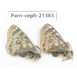 Parnassius cephalus micheli. China, Tibet, Tanggula pass. 2M. Parn-Ceph-21383.
