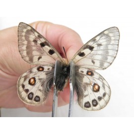 Parnassius cephalus micheli. China, Tibet, Tanggula pass. 2M. Parn-Ceph-21383.
