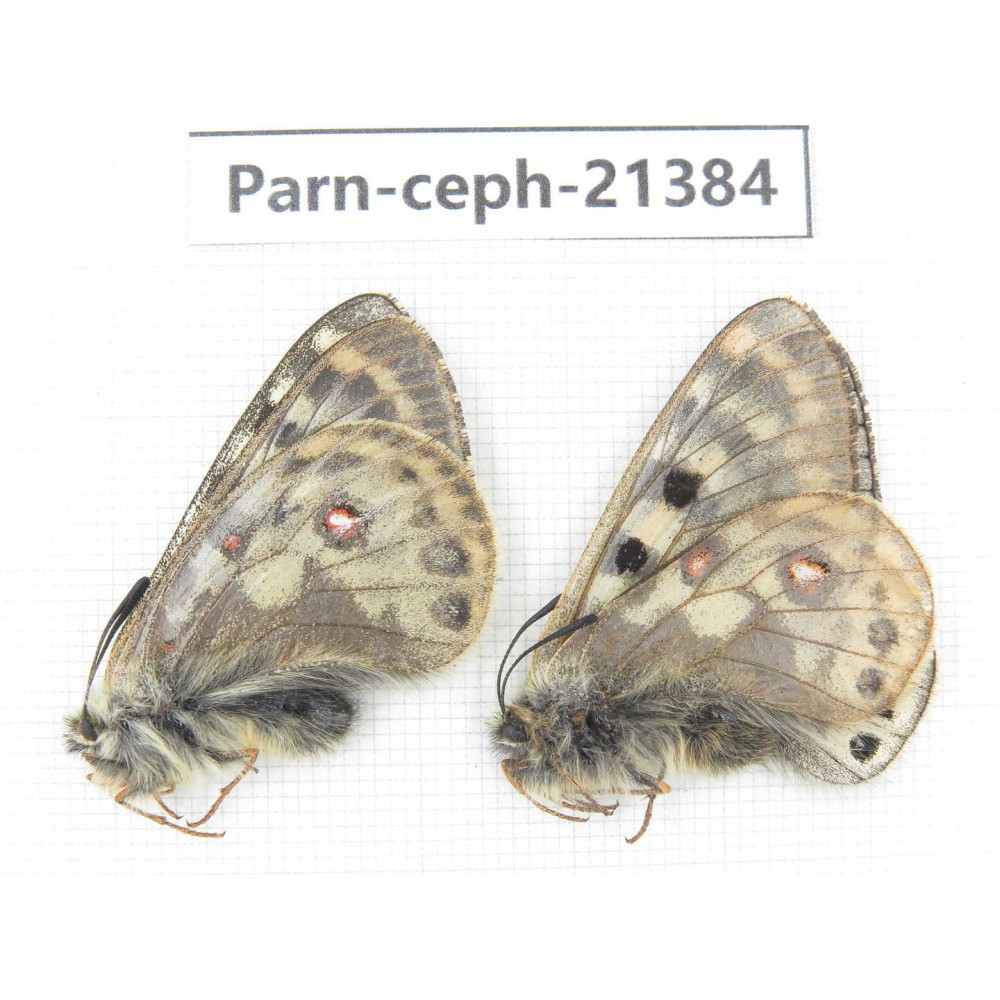 Parnassius cephalus micheli. China, Tibet, Tanggula pass. 2M. Parn-Ceph-21384.