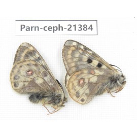 Parnassius cephalus micheli. China, Tibet, Tanggula pass. 2M. Parn-Ceph-21384.