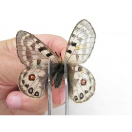 Parnassius cephalus micheli. China, Tibet, Tanggula pass. 2M. Parn-Ceph-21384.