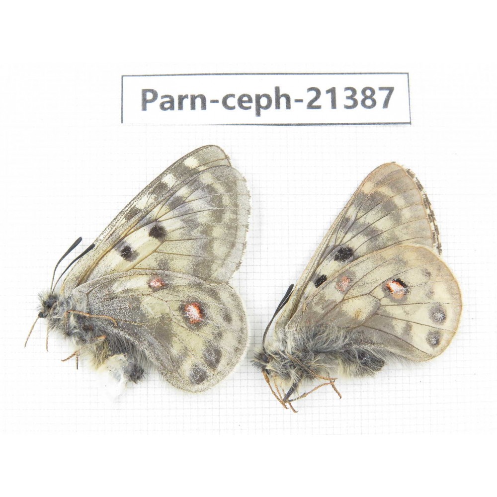 Parnassius cephalus micheli. China, Tibet, Tanggula pass. 1P. Parn-Ceph-21387.