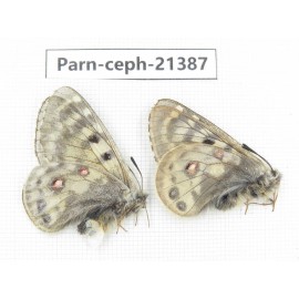 Parnassius cephalus micheli. China, Tibet, Tanggula pass. 1P. Parn-Ceph-21387.