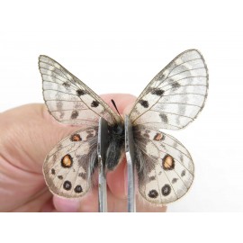 Parnassius cephalus micheli. China, Tibet, Tanggula pass. 1P. Parn-Ceph-21387.