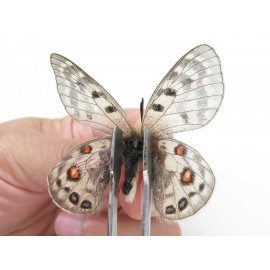 Parnassius cephalus micheli. China, Tibet, Tanggula pass. 1P. Parn-Ceph-21387.