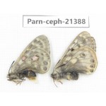 Parnassius cephalus micheli. China, Tibet, Tanggula pass. 1P. Parn-Ceph-21388.