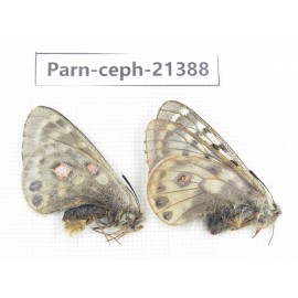 Parnassius cephalus micheli. China, Tibet, Tanggula pass. 1P. Parn-Ceph-21388.
