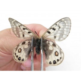 Parnassius cephalus micheli. China, Tibet, Tanggula pass. 1P. Parn-Ceph-21388.