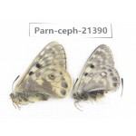 Parnassius cephalus micheli. China, Tibet, Tanggula pass. 1P. Parn-Ceph-21390.