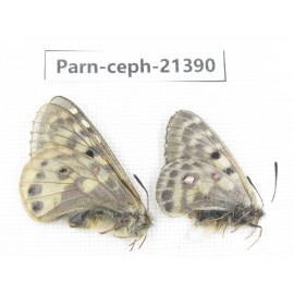 Parnassius cephalus micheli. China, Tibet, Tanggula pass. 1P. Parn-Ceph-21390.