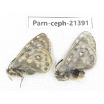 Parnassius cephalus micheli. China, Tibet, Tanggula pass. 1P. Parn-Ceph-21391.