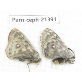 Parnassius cephalus micheli. China, Tibet, Tanggula pass. 1P. Parn-Ceph-21391.