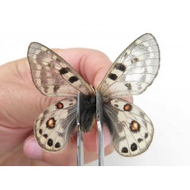 Parnassius cephalus micheli. China, Tibet, Tanggula pass. 1P. Parn-Ceph-21391.