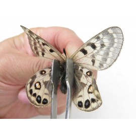 Parnassius cephalus micheli. China, Tibet, Tanggula pass. 1P. Parn-Ceph-21393.