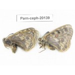 Parnassius cephalus paimaensis. China, Yunnan, Xiangerila, Mt.Baimaxueshan. 2M. Parn-Ceph-20139.