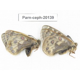 Parnassius cephalus paimaensis. China, Yunnan, Xiangerila, Mt.Baimaxueshan. 2M. Parn-Ceph-20139.
