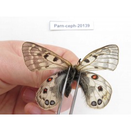 Parnassius cephalus paimaensis. China, Yunnan, Xiangerila, Mt.Baimaxueshan. 2M. Parn-Ceph-20139.