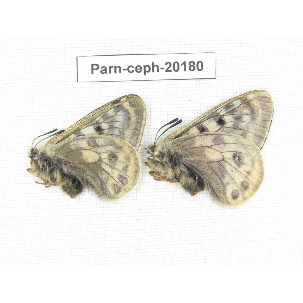 Parnassius cephalus ssp. China, Yunnan, Xiangerila, Mt.Dongbaxueshan. 2M. Parn-Ceph-20180.