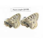 Parnassius cephalus ssp. China, Yunnan, Xiangerila, Mt.Dongbaxueshan. 2M. Parn-Ceph-20180.