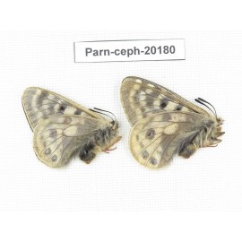 Parnassius cephalus ssp. China, Yunnan, Xiangerila, Mt.Dongbaxueshan. 2M. Parn-Ceph-20180.