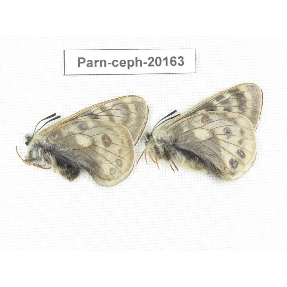 Parnassius cephalus ssp. China, Yunnan, Xiangerila, Mt.Dongbaxueshan. 2M. Parn-Ceph-20163.