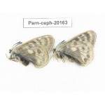 Parnassius cephalus ssp. China, Yunnan, Xiangerila, Mt.Dongbaxueshan. 2M. Parn-Ceph-20163.