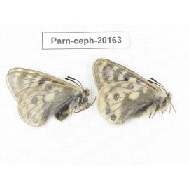 Parnassius cephalus ssp. China, Yunnan, Xiangerila, Mt.Dongbaxueshan. 2M. Parn-Ceph-20163.