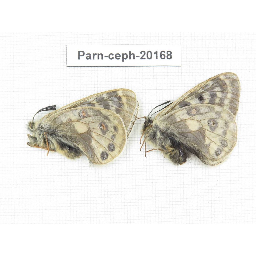Parnassius cephalus ssp. China, Yunnan, Xiangerila, Mt.Dongbaxueshan. 2M. Parn-Ceph-20168.