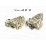 Parnassius cephalus ssp. China, Yunnan, Xiangerila, Mt.Dongbaxueshan. 2M. Parn-Ceph-20168.