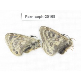 Parnassius cephalus ssp. China, Yunnan, Xiangerila, Mt.Dongbaxueshan. 2M. Parn-Ceph-20168.