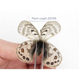 Parnassius cephalus ssp. China, Yunnan, Xiangerila, Mt.Dongbaxueshan. 2M. Parn-Ceph-20168.