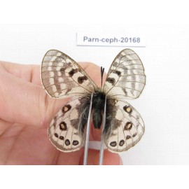 Parnassius cephalus ssp. China, Yunnan, Xiangerila, Mt.Dongbaxueshan. 2M. Parn-Ceph-20168.