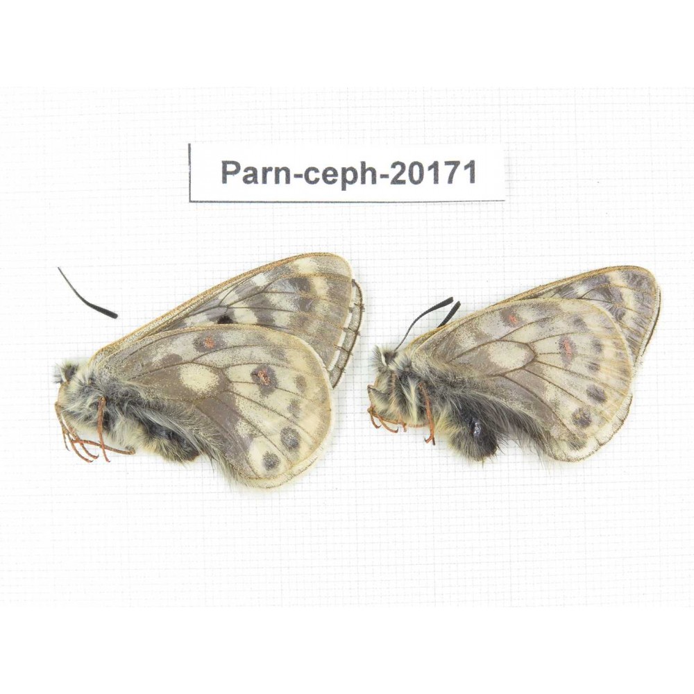 Parnassius cephalus ssp. China, Yunnan, Xiangerila, Mt.Dongbaxueshan. 2M. Parn-Ceph-20171.