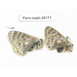 Parnassius cephalus ssp. China, Yunnan, Xiangerila, Mt.Dongbaxueshan. 2M. Parn-Ceph-20171.
