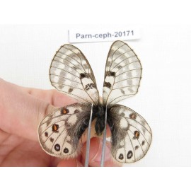 Parnassius cephalus ssp. China, Yunnan, Xiangerila, Mt.Dongbaxueshan. 2M. Parn-Ceph-20171.
