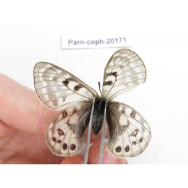 Parnassius cephalus ssp. China, Yunnan, Xiangerila, Mt.Dongbaxueshan. 2M. Parn-Ceph-20171.