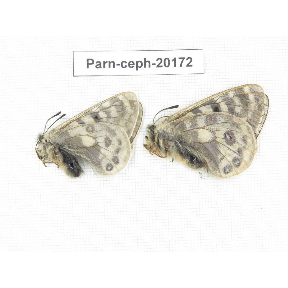 Parnassius cephalus ssp. China, Yunnan, Xiangerila, Mt.Dongbaxueshan. 2M. Parn-Ceph-20172.