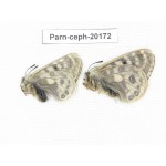 Parnassius cephalus ssp. China, Yunnan, Xiangerila, Mt.Dongbaxueshan. 2M. Parn-Ceph-20172.