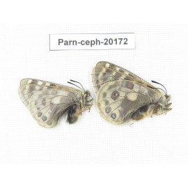 Parnassius cephalus ssp. China, Yunnan, Xiangerila, Mt.Dongbaxueshan. 2M. Parn-Ceph-20172.