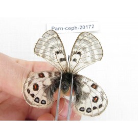 Parnassius cephalus ssp. China, Yunnan, Xiangerila, Mt.Dongbaxueshan. 2M. Parn-Ceph-20172.