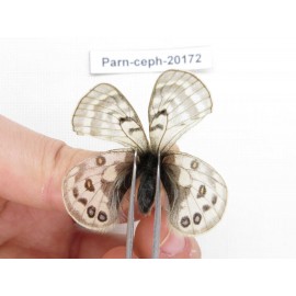 Parnassius cephalus ssp. China, Yunnan, Xiangerila, Mt.Dongbaxueshan. 2M. Parn-Ceph-20172.